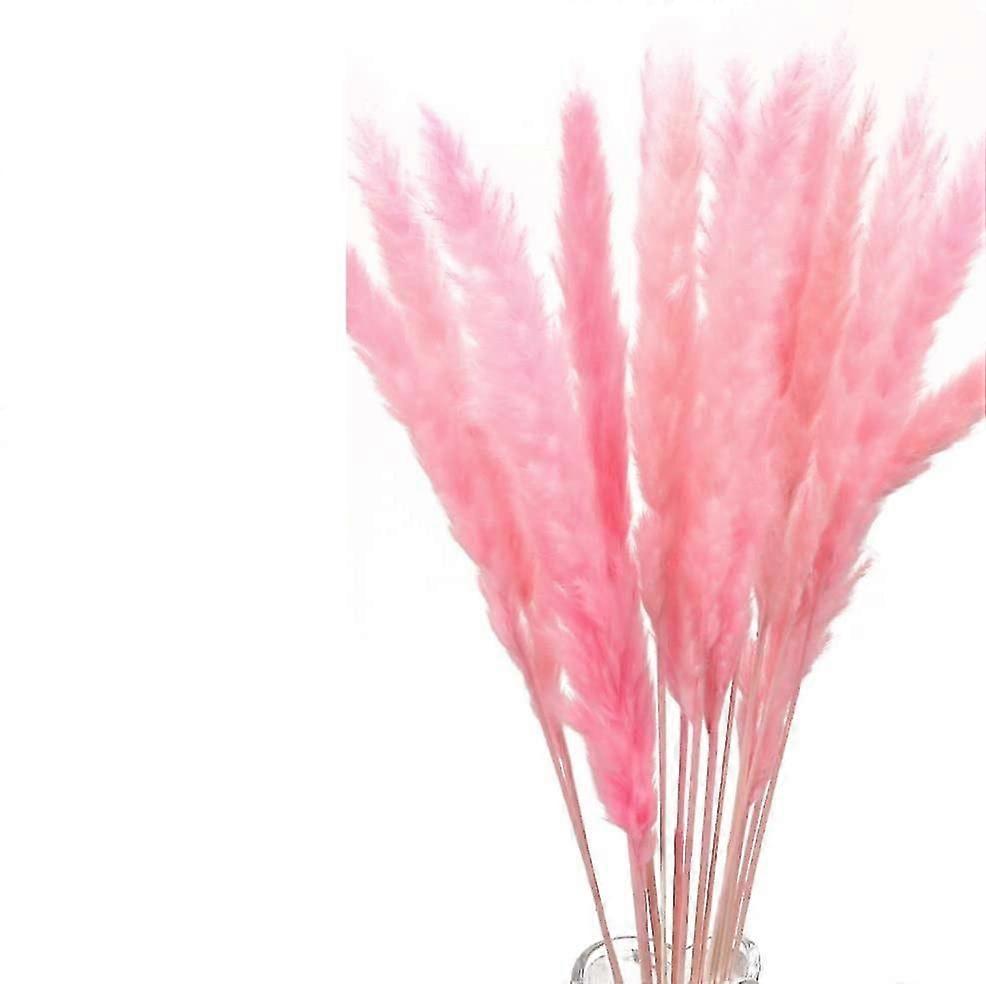 Natural Pampas Grass Dried Deco(pink)