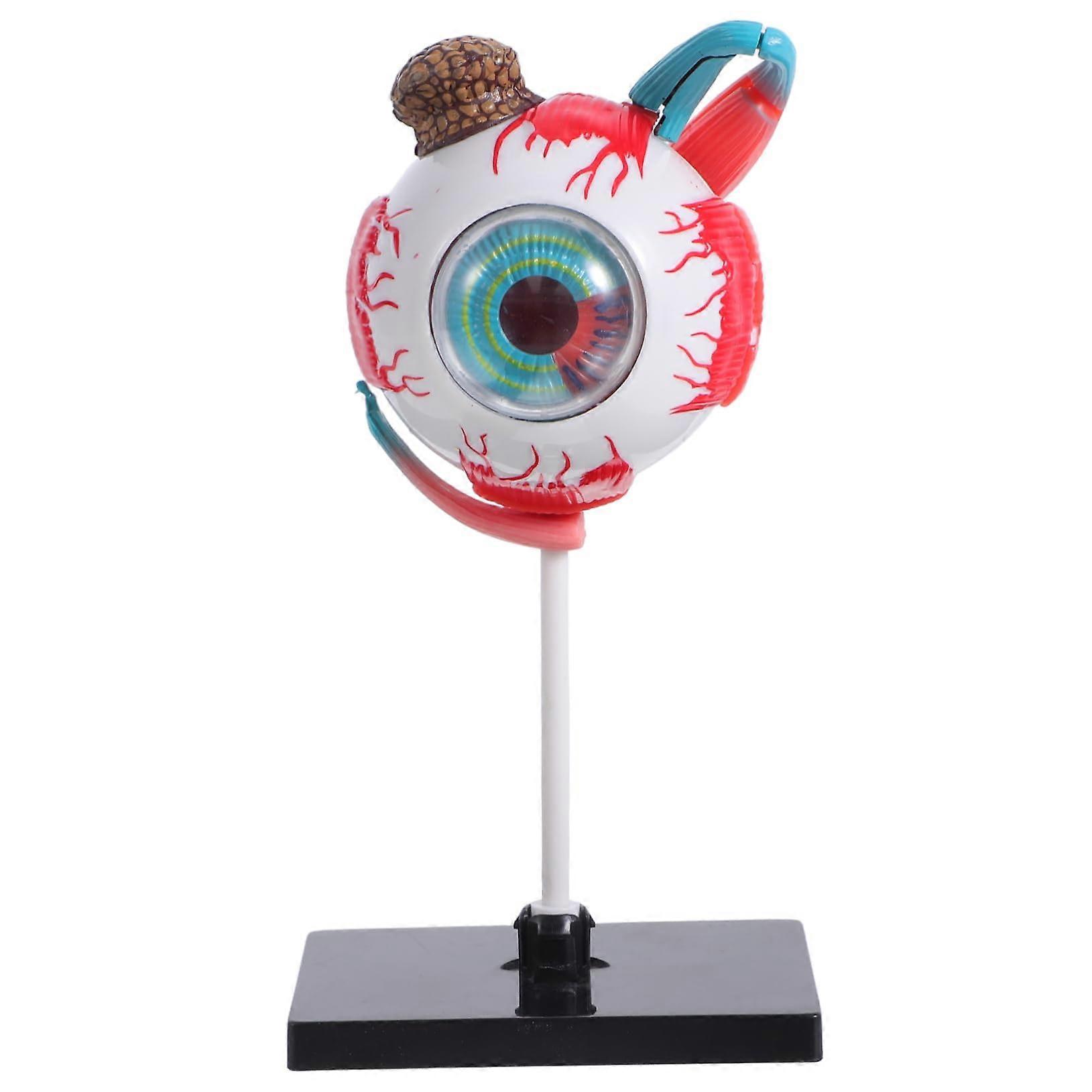 Human Anatomy Model for Kids  Interactive Educational Body Organ Puzzle Toy Learning Set