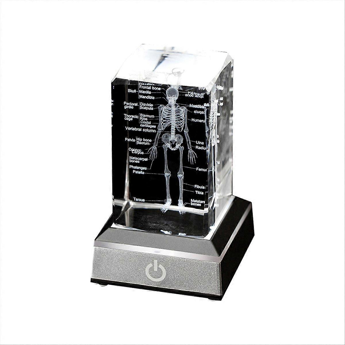 Human Skeleton Model Anatomy Gift Crystal Skeleton Model