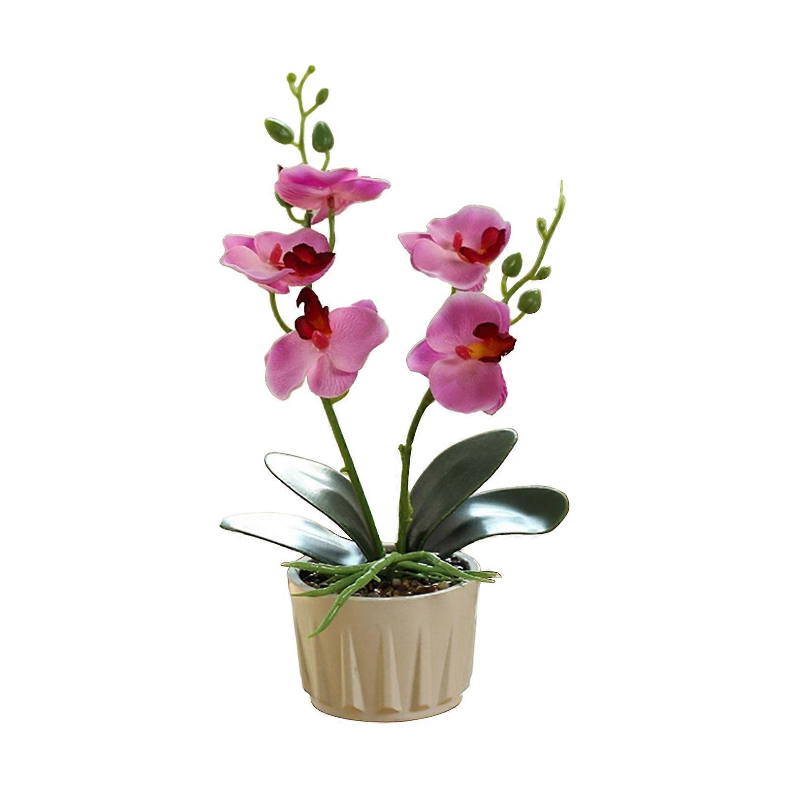 (Light purple) Two-forked five-flowered Phalaenopsis bonsai