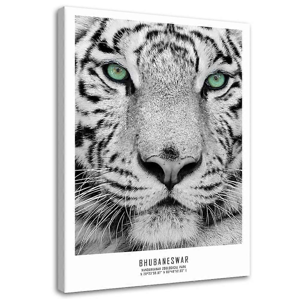 Impression sur toile, Tigre blanc - 70x100