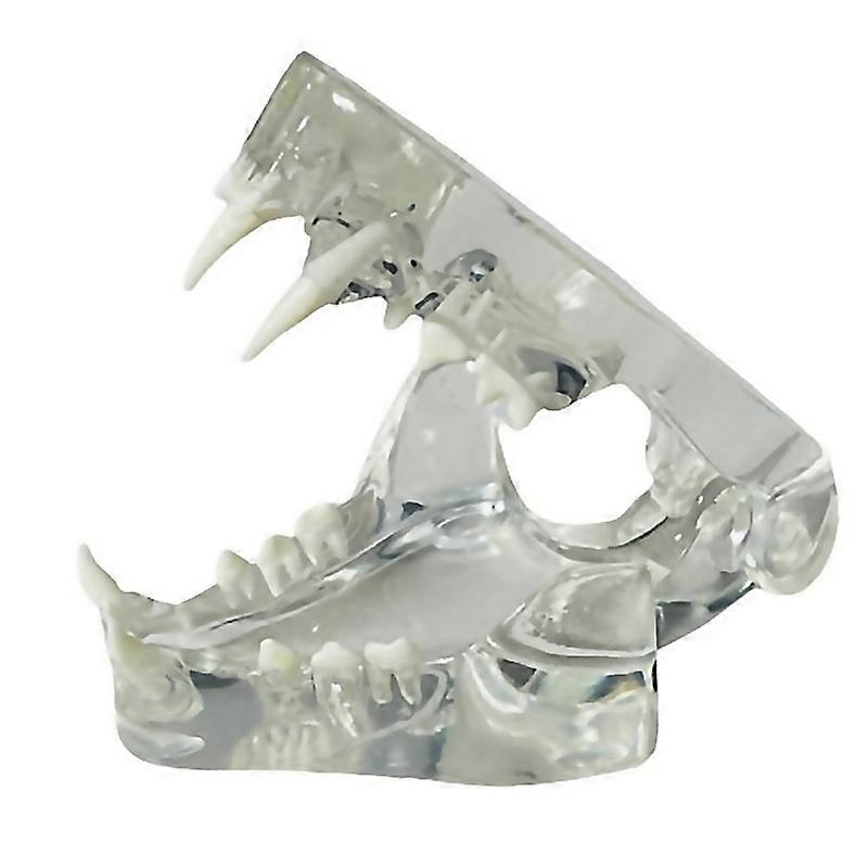 For Parent Canine Teeth Anatomical Model Dental Animals Oral Tooth Jaw For Veterinary Educational