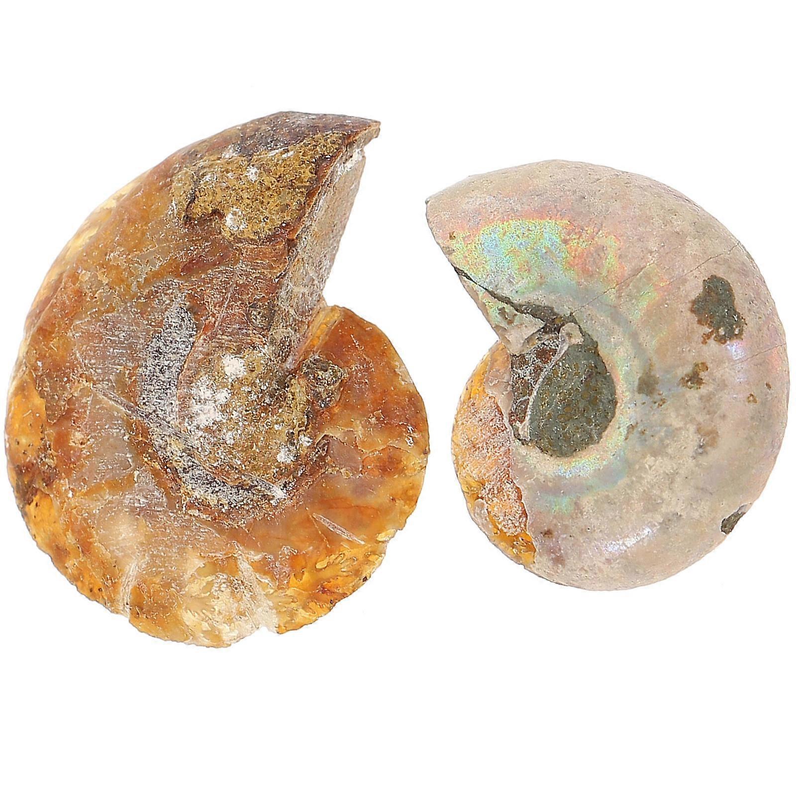 Ammonite Specimen Desktop Ornament for Decoration 2Pcs