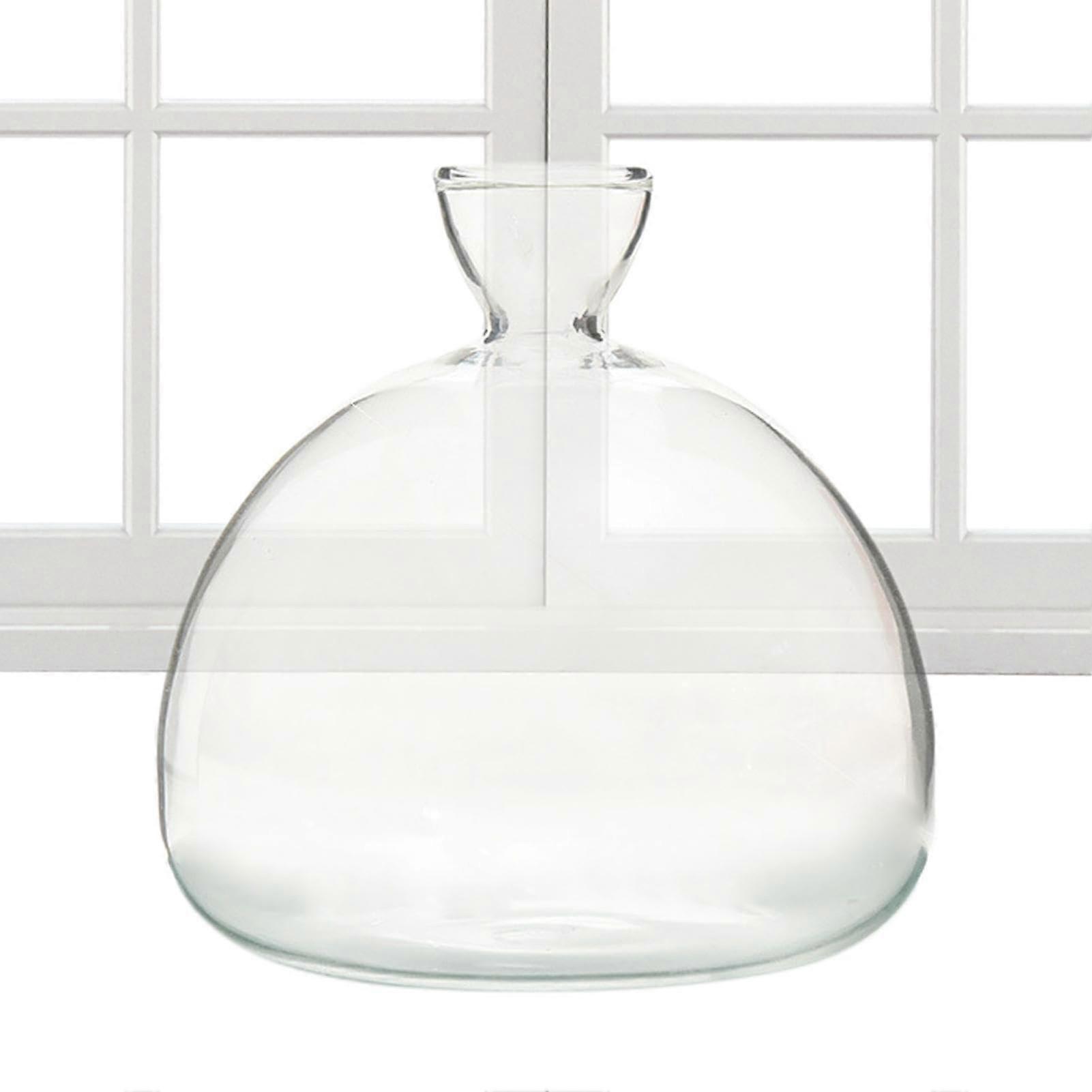 Avocado Seed Starter Vase  Educational Transparent Avocado Pot  Growing Kit