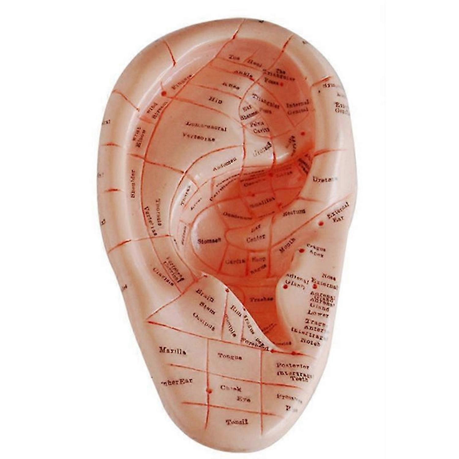 English Version Ear Acupuncture Earpins Model Model Auricular Application Model Ear Acupuncture Poin