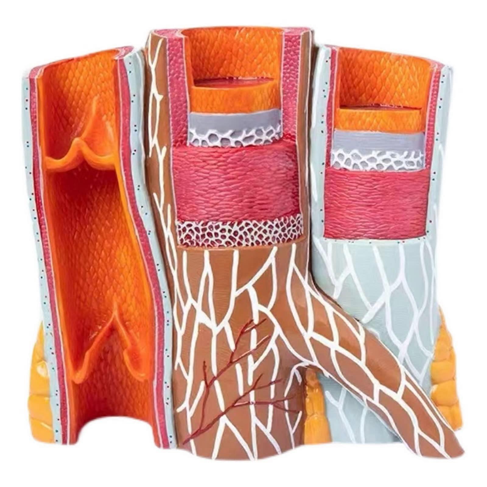 Anatomy Magnification Model for Arteries and Veins, Human Vascular Structures, Educational Model, Science Teaching Tool