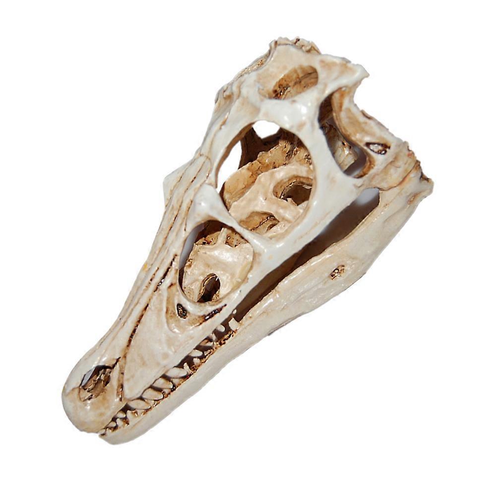 Resin Dinosaur Skull Model Skull Specimen Collectible 2Pcs for Display