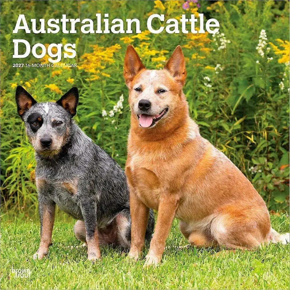 Browntrout Browntrout Australian Cattle Dog Calendar 2026