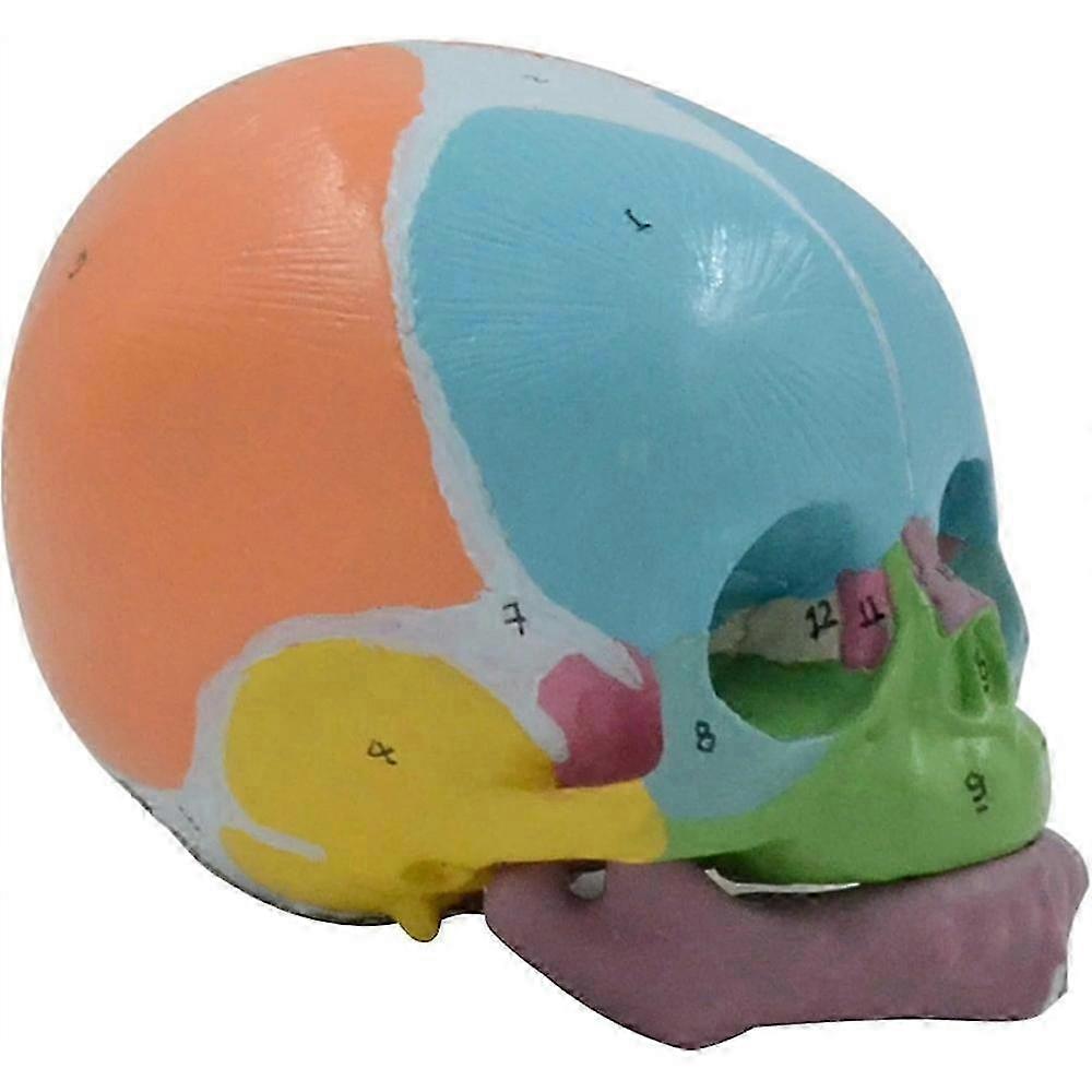 Anatomical Baby Head Skeleton Teaching Model