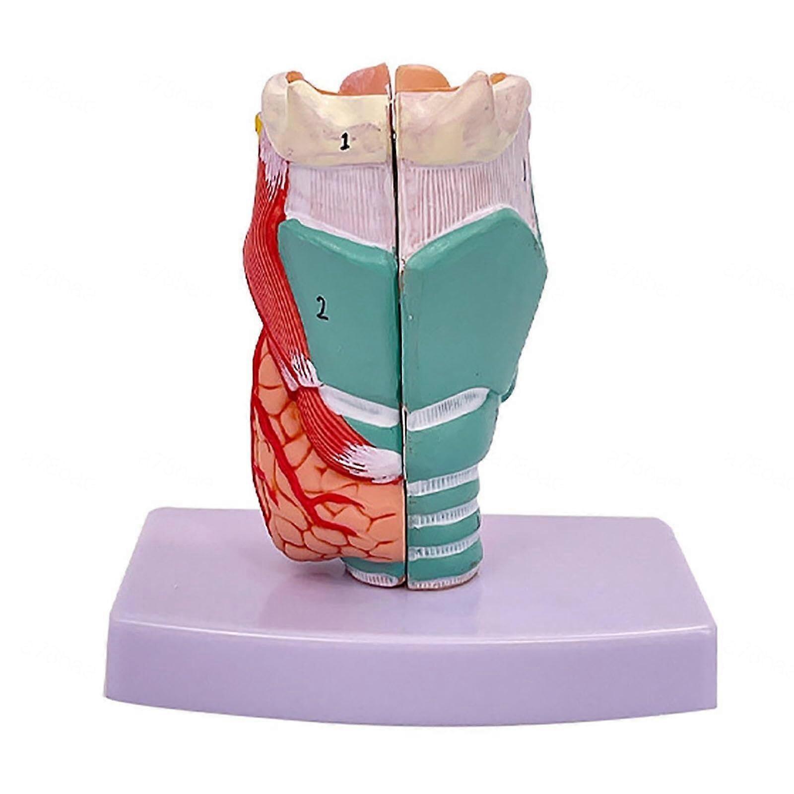 Human Throat Anatomy Model Life Size Anatomically Accurate with Removable Sections for Classroom Study