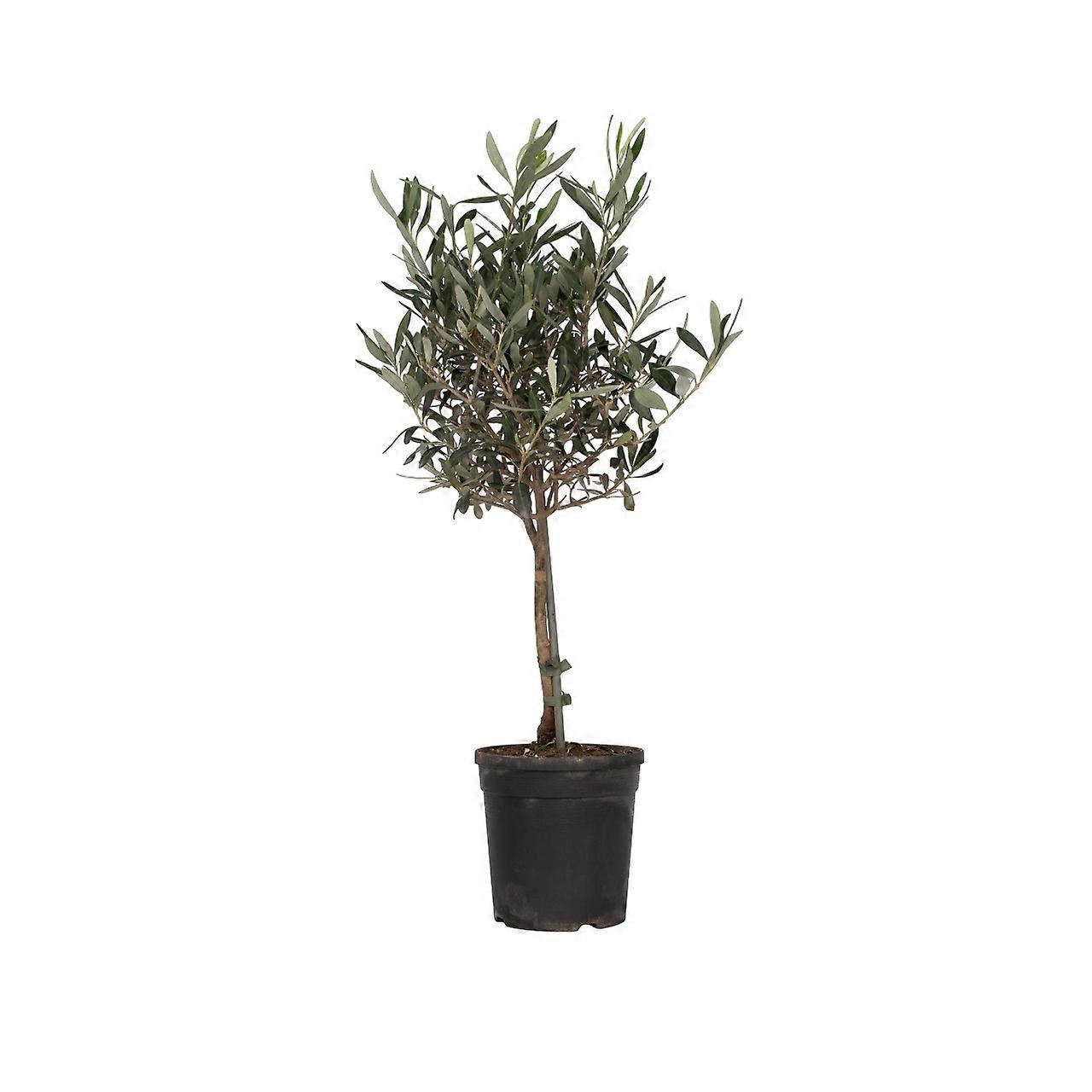 Common Olive tree - Olea europaea - Height 60-70cm - ⌀17cm