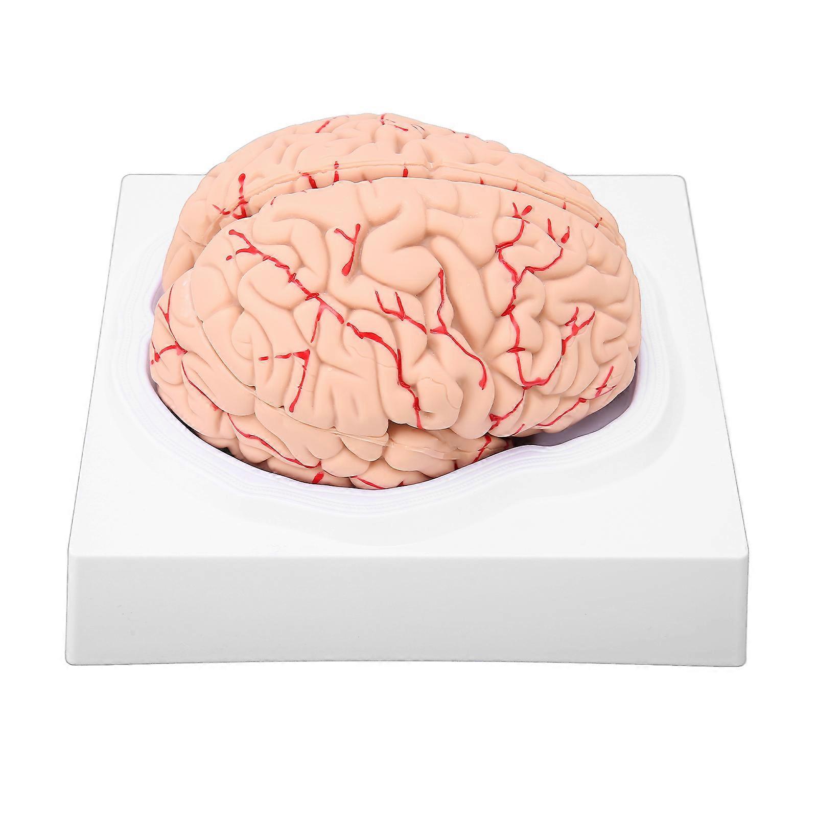 Human Brain Model 8 Parts Detachable Anatomical Brain Model for Science Classroom Study Teaching Display