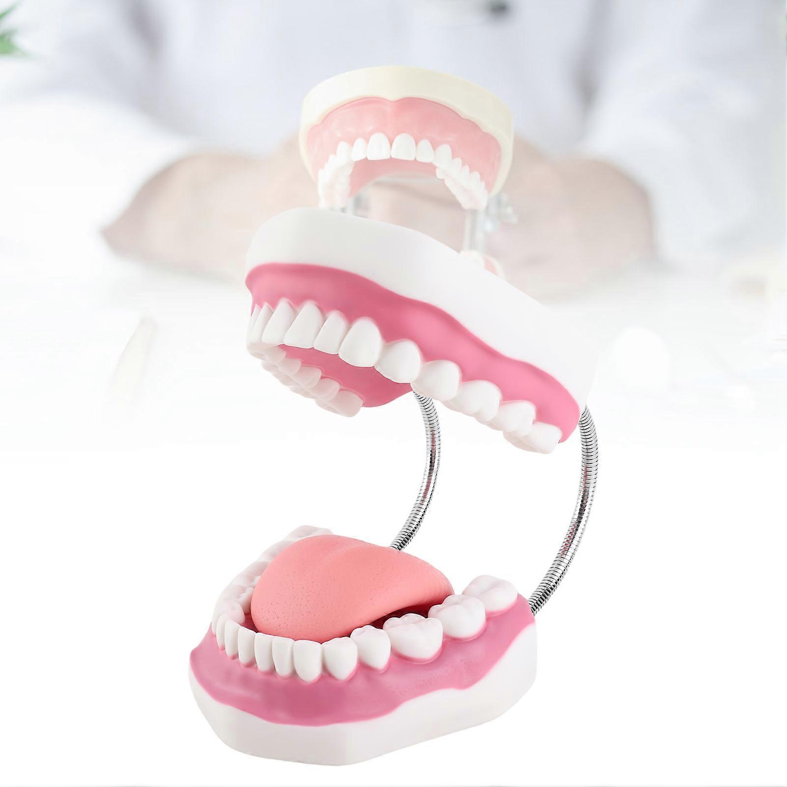 Teeth Model Demonstration Teaching Teeth Model for Kindergarten