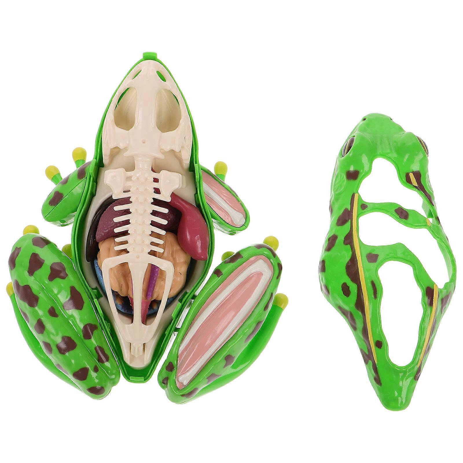 Frog Anatomy Model for Biology Class Educational Toy