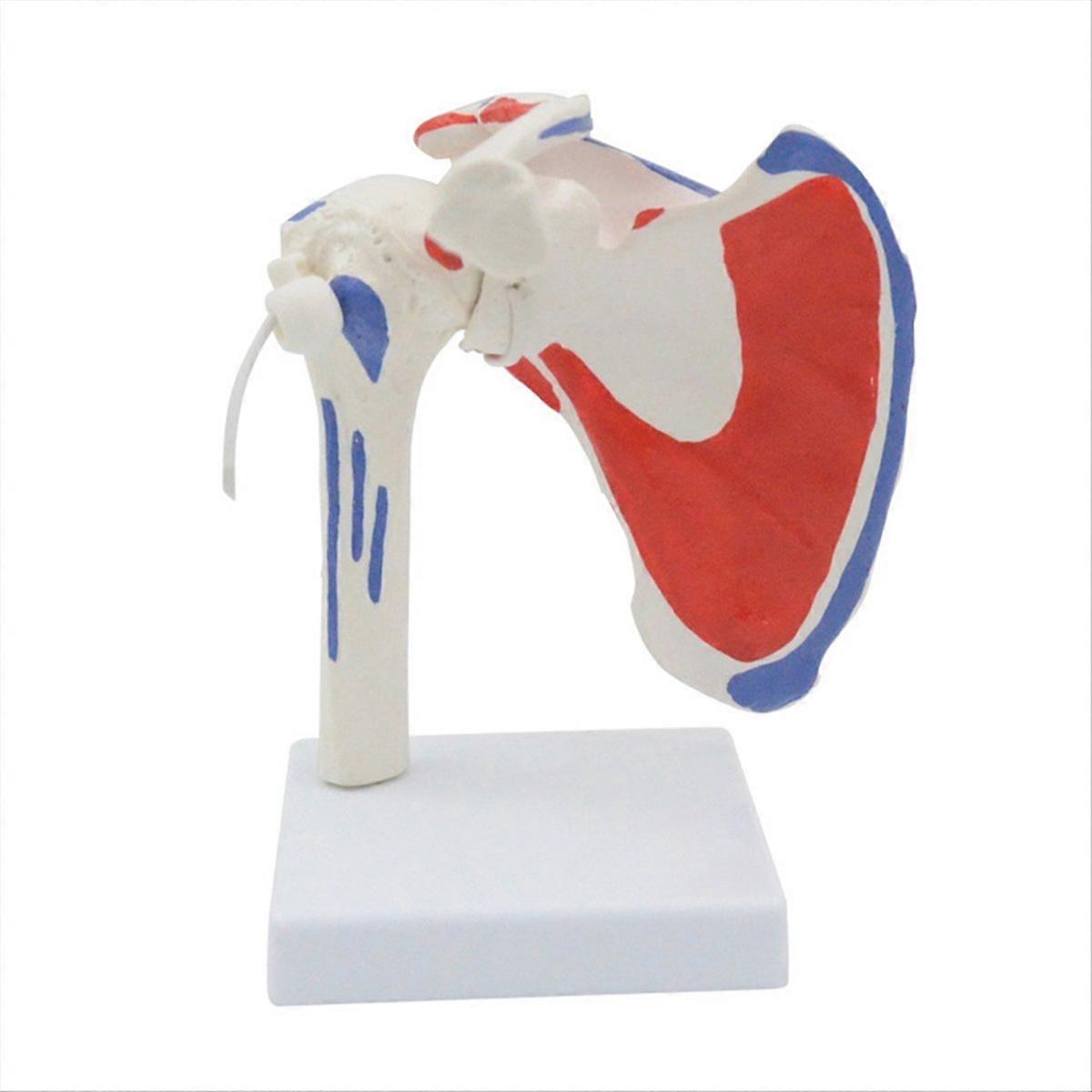 Muscle Shoulder Model,Human Anatomy Right Shoulder Joint Muscle Model