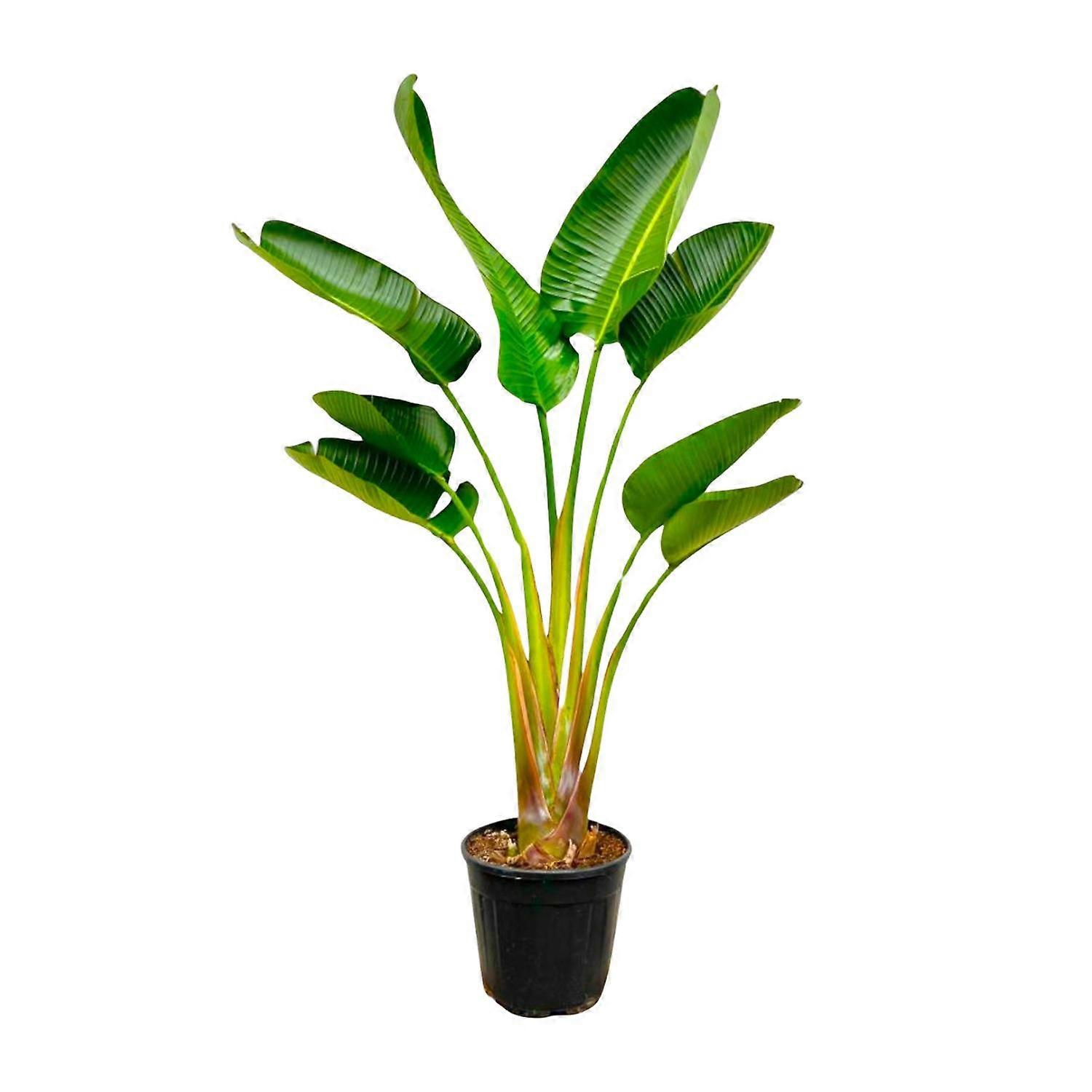 Strelitzia Augusta - 150-160cm - Ø24cm