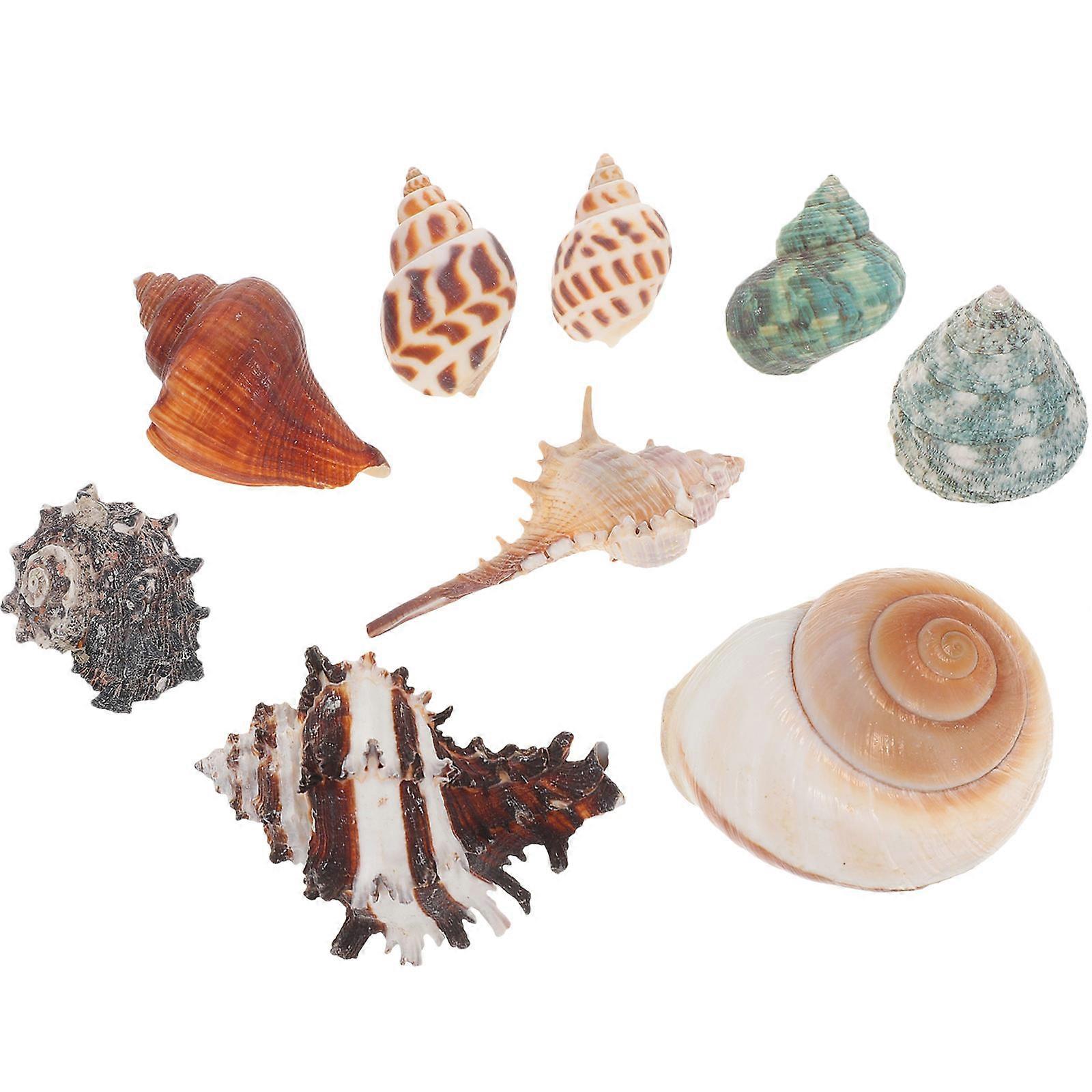 Fish Tank Decor, Vivid Shell Ornaments for Aquatic Landscaping Projects