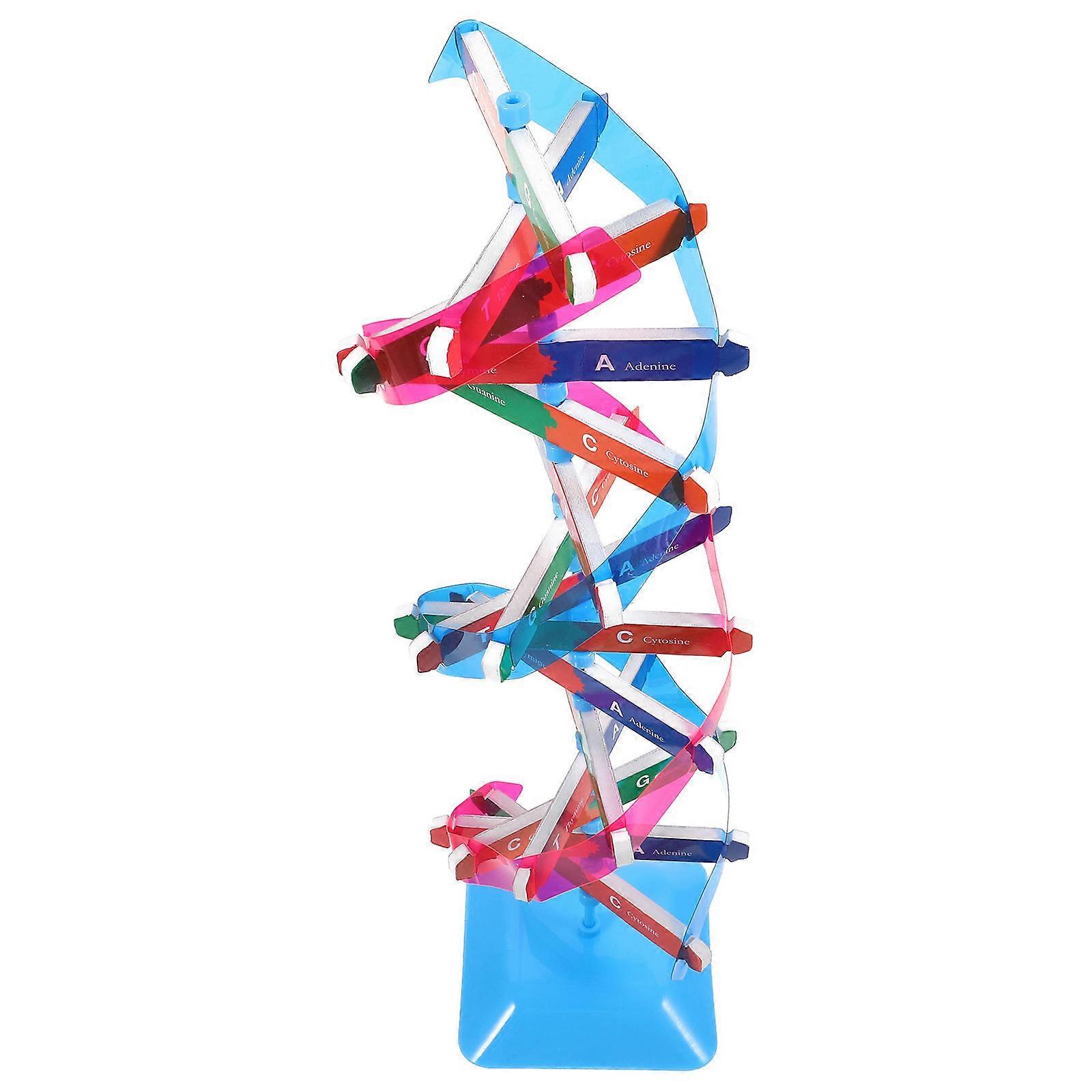 Biology Teaching Dna Model for School Double Helix Structure Kit