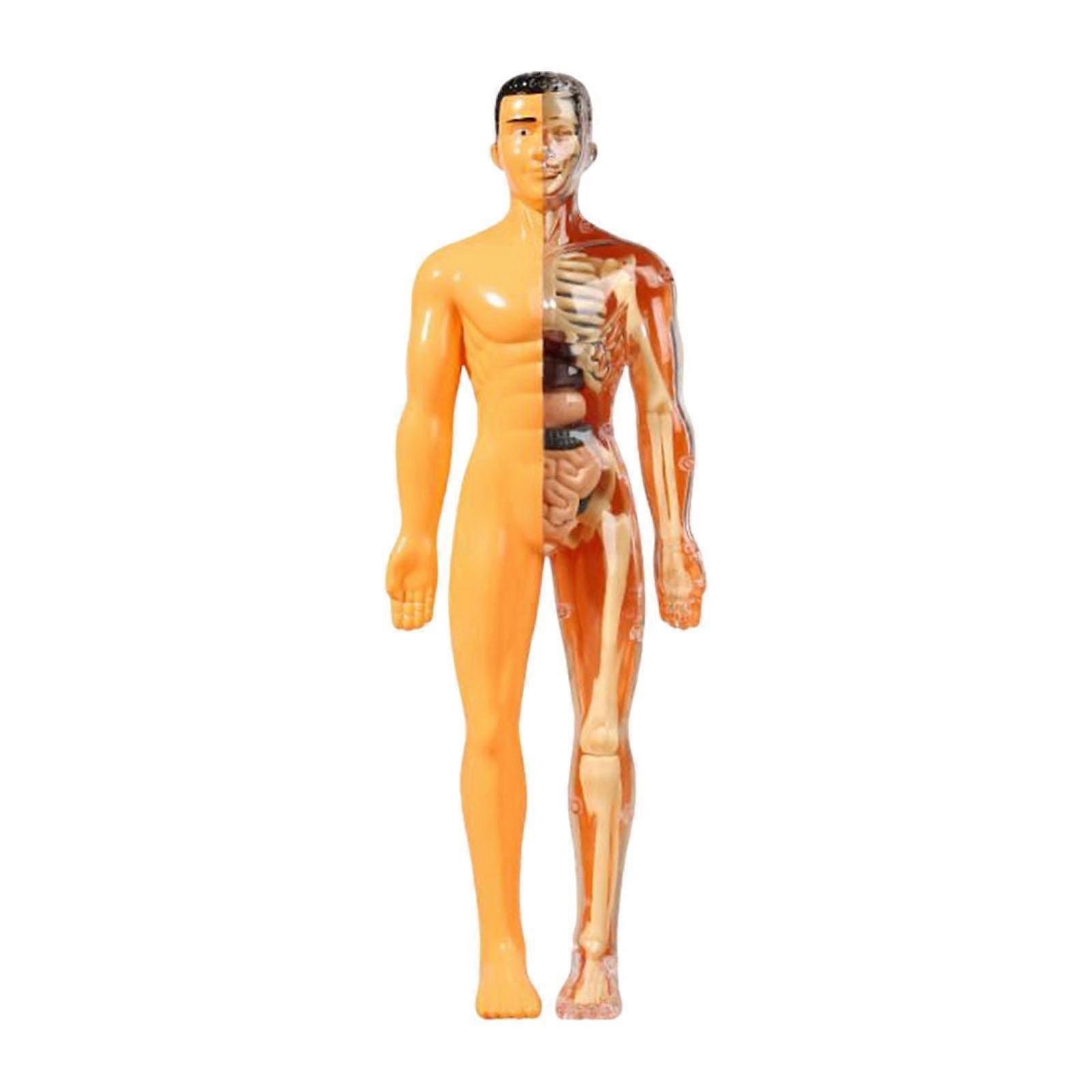 Learning Prop Human Body Model Display Realistic Human Biology for Grades 8+ Translucent