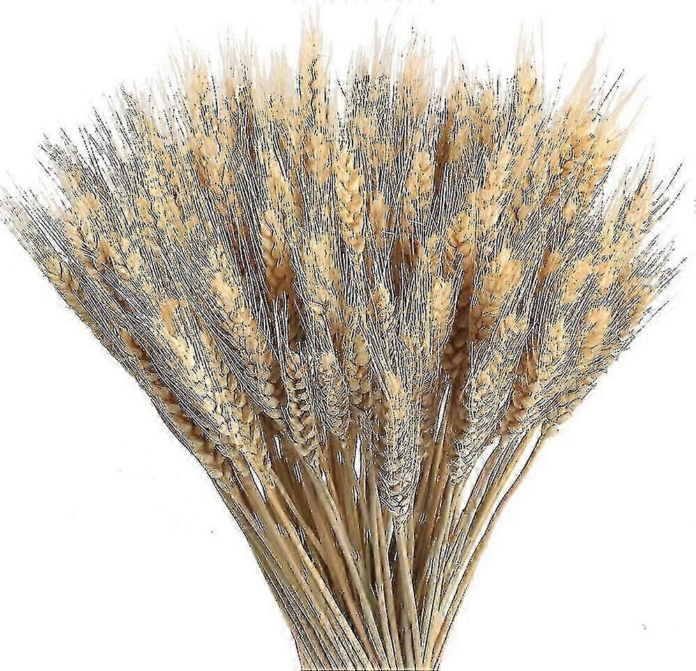 100 قطعة قمح مجفف طبيعي باقات قمح مجفف ديكور قمح مجفف طبيعي دري تو طبيعي