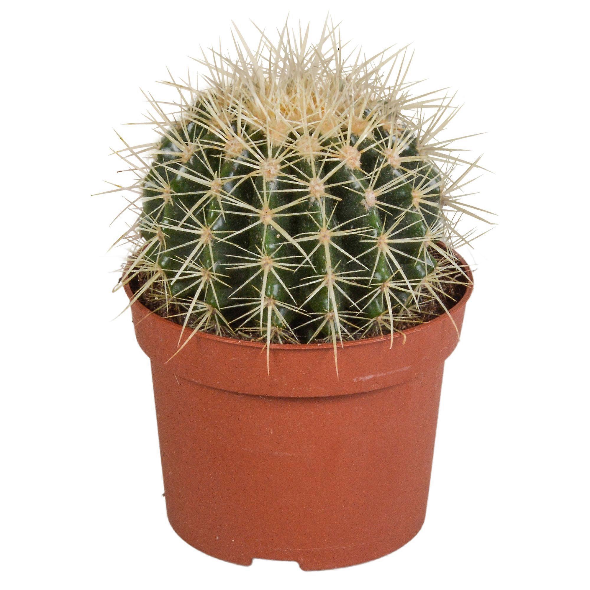 Echinocactus grusonii - 23cm - Ø12cm