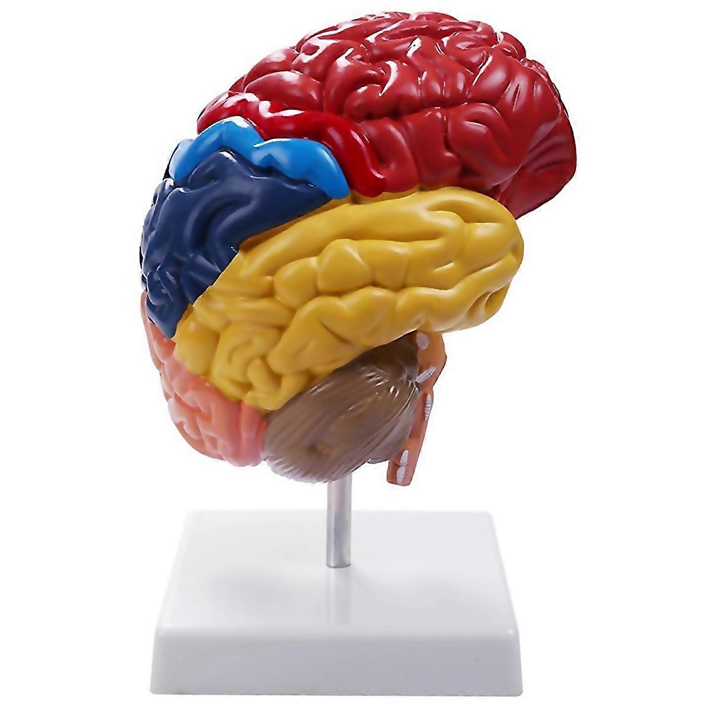 For Cerebral Anatomical Model Anatomy 11 Half Brain Brainstem