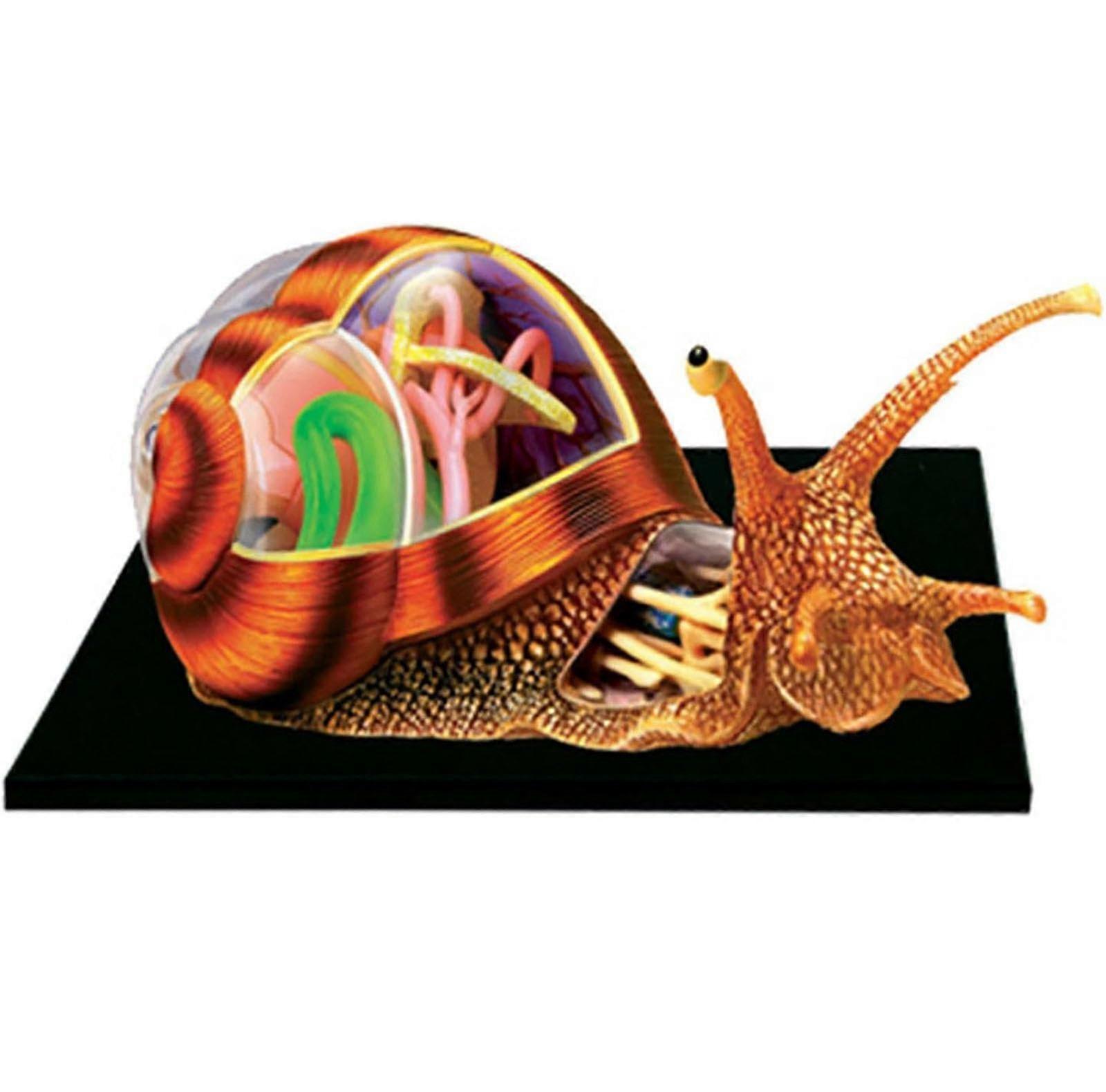 4D Snails Anatomy Skeleton Model 32 Bodies And Removable Parts For Anatomy Lessons Animal School Teaching Model