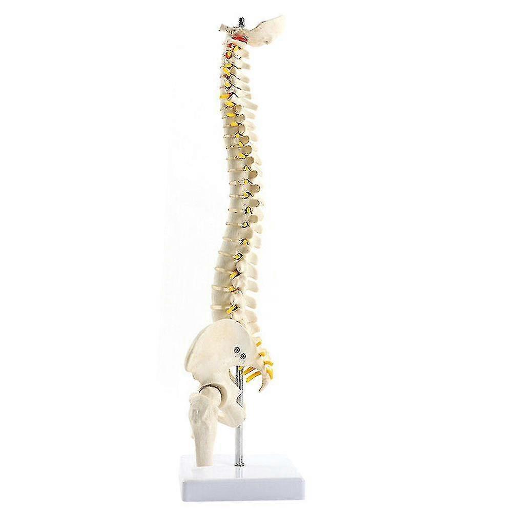 45cm Anatomical Spine Model Pelvic Flexible Model Anatomy Learning Teaching Tool Aids