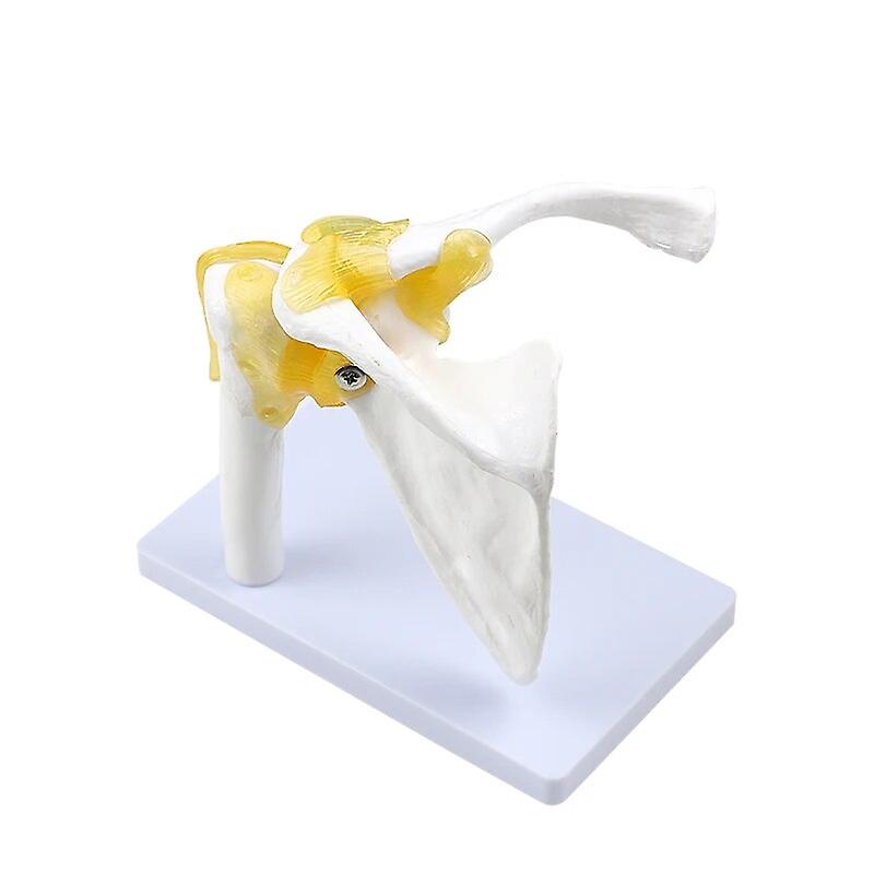 Clavicle Anatomy Model Human Shoulder Joint Human Body Structure Teaching Study Instruments