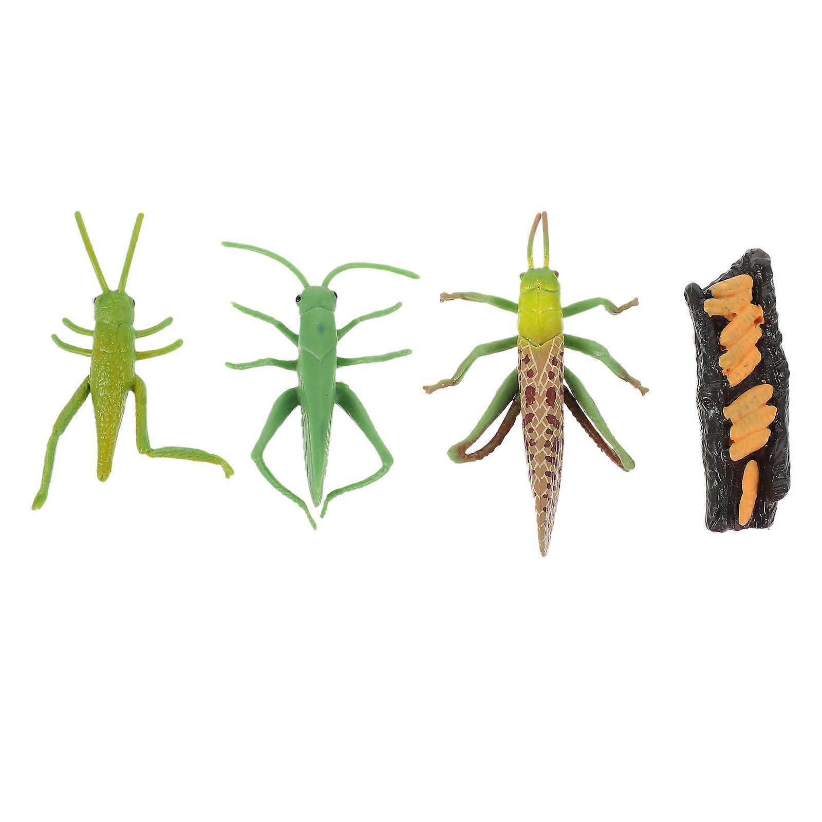1 Set Educational Locust Life Cycle Model Creative Figurine Safe Material Cognitive Development Science Projects Early Learning