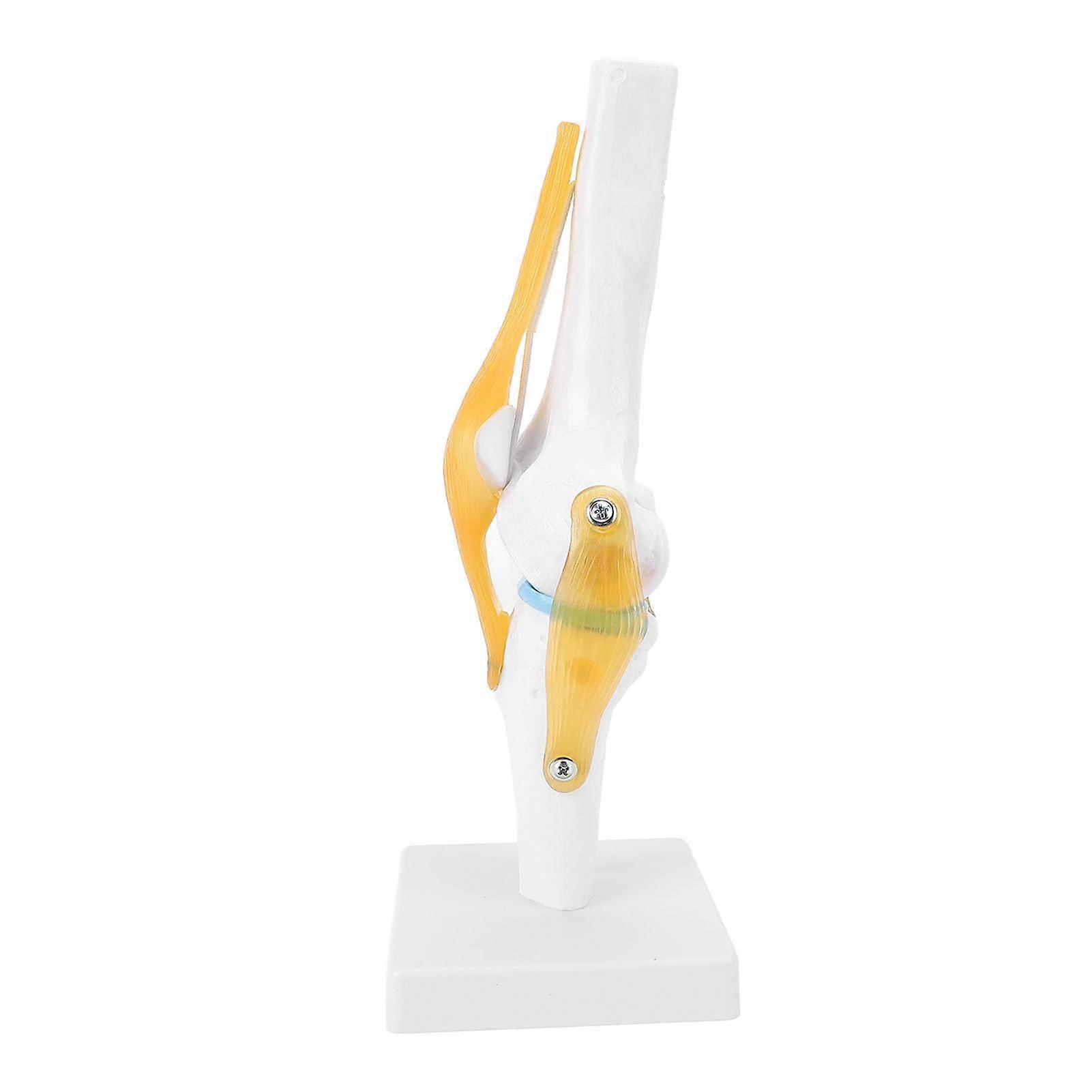 Life Size Human Knee Joint Model with Ligaments for Anatomy Study and Classroom Demonstration