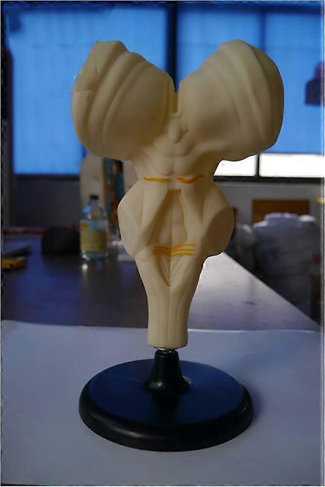 Human Brainstem Model Enlarged Brain Anatomy Model with Clear Labeled Visualization for Classroom Teaching