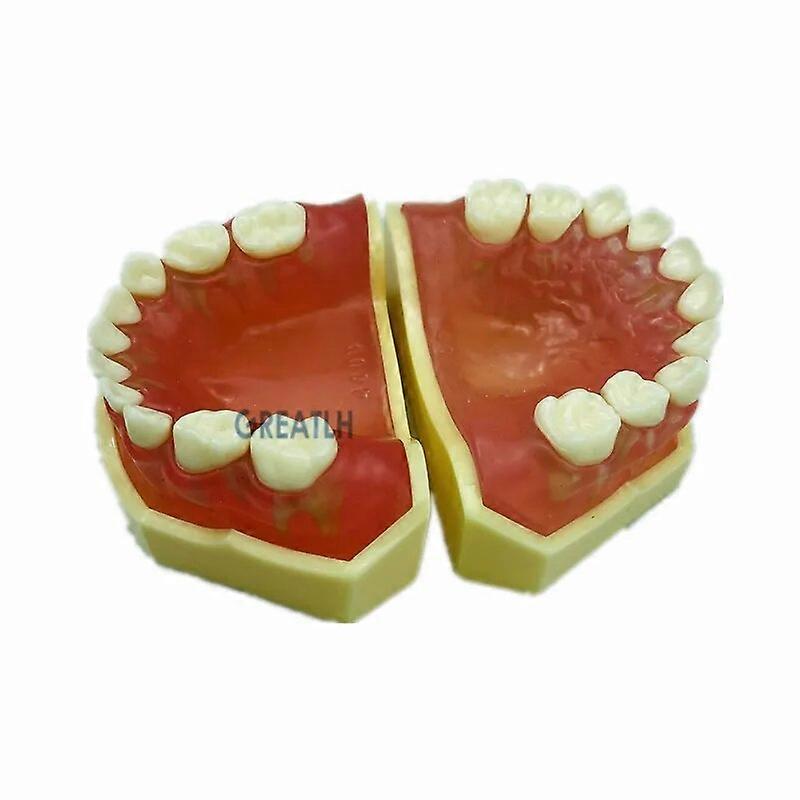 Mini Soft Rubber Dental Model with Removable Teeth Dental Teaching Model