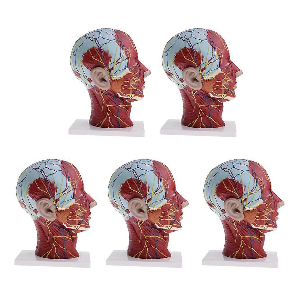 5pcs 1:1 Human Head Neck Model Statue Lab Learning Tool Supplies