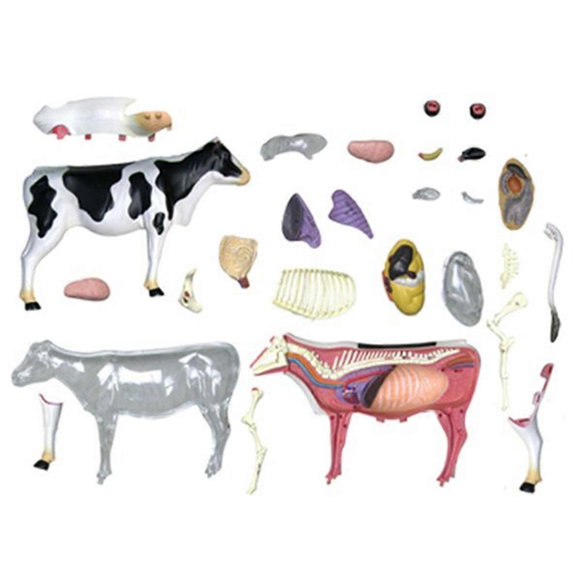 Animal Organe Anatomie Modèle 4D Vache Intelligence Assemblage Jouet Enseignement Anatomie Modèle Vache Assemblé M