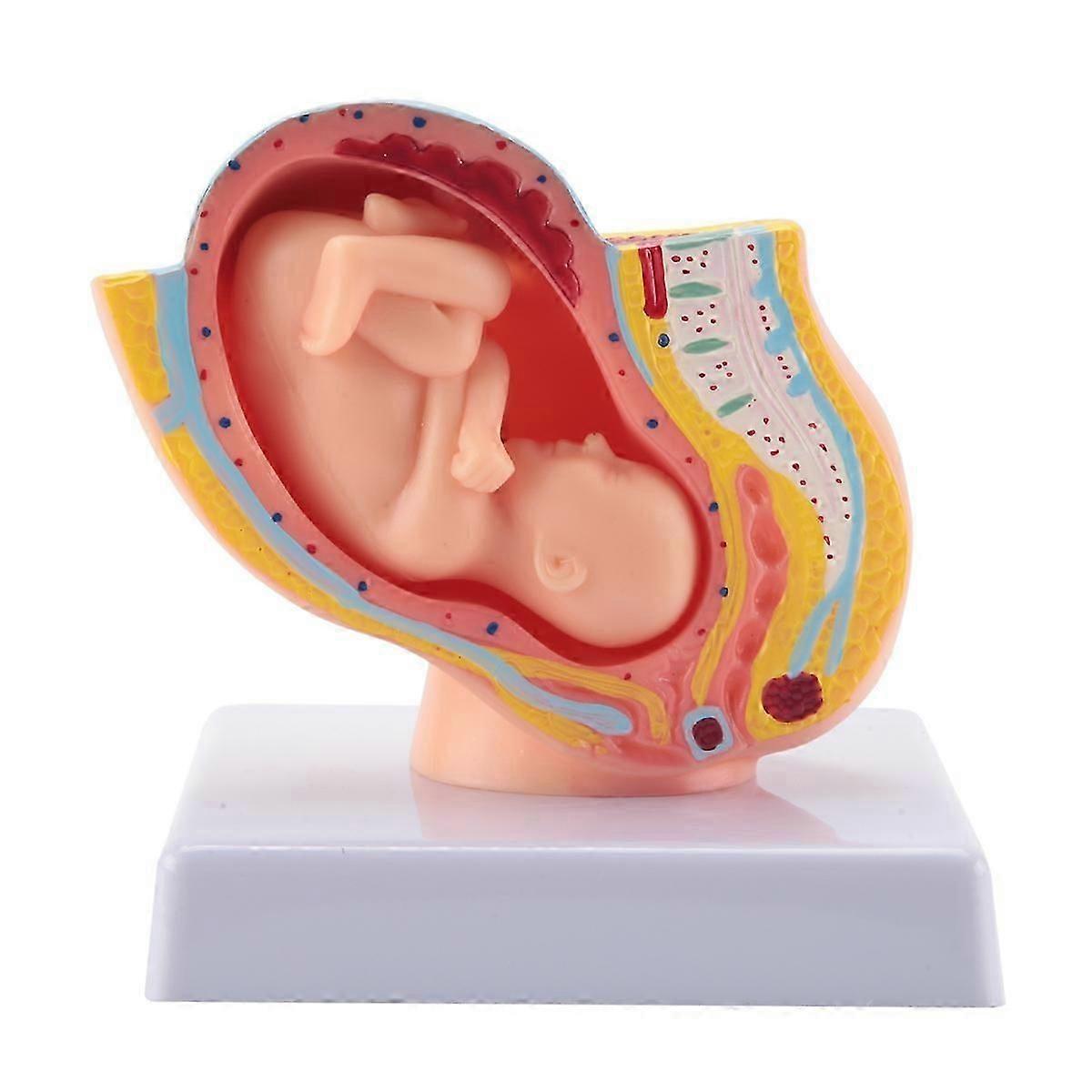 Human Pregnancy Fetal Development 9Th Month Embryonic Pelvic Model