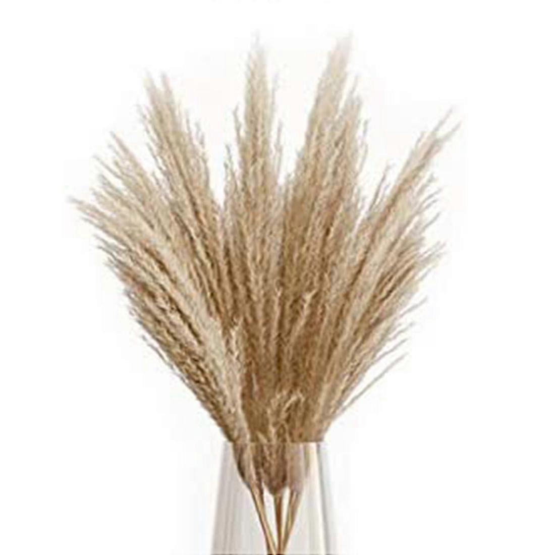 Dried Pampas Grass Phragmites Large Natural (tan, 17)