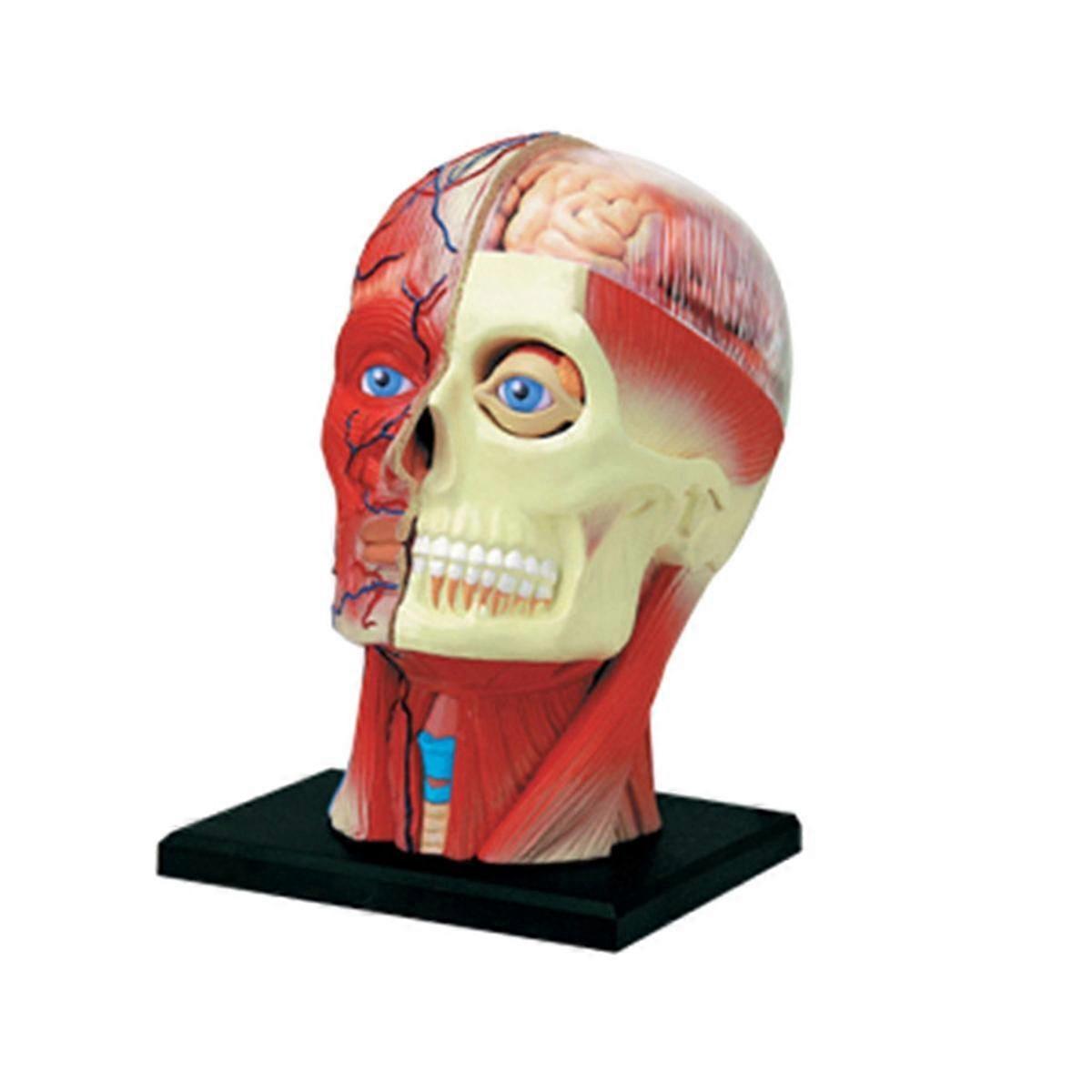 -Torso Human Body Model Education Head Muscles Organs Model for Student Teaching Study Assembling M