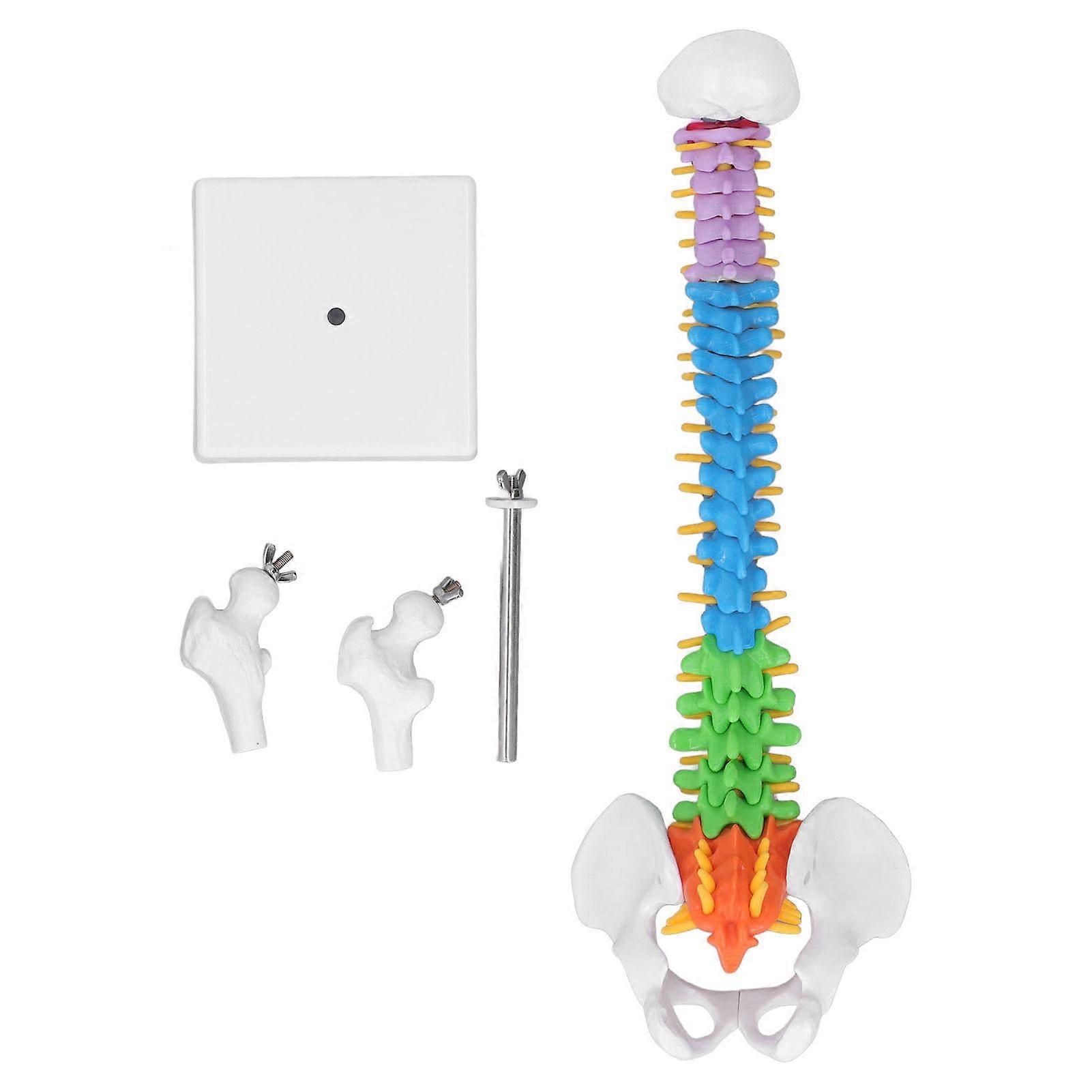 Spine Model PVC 45cm Colour Coded Miniature with Thigh Bone Set Kit for Learning Teaching