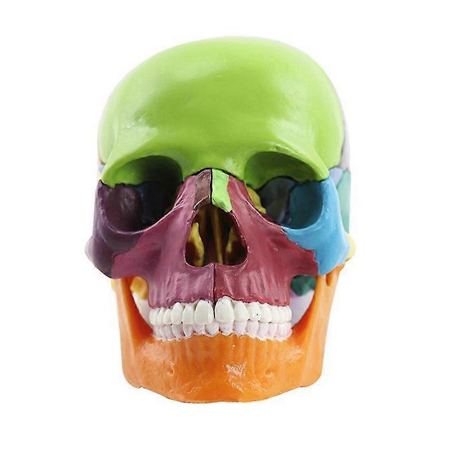 Medical-Skull Human Body Model Education Skull Model 1:2 for Student Teaching Study Assembling Model