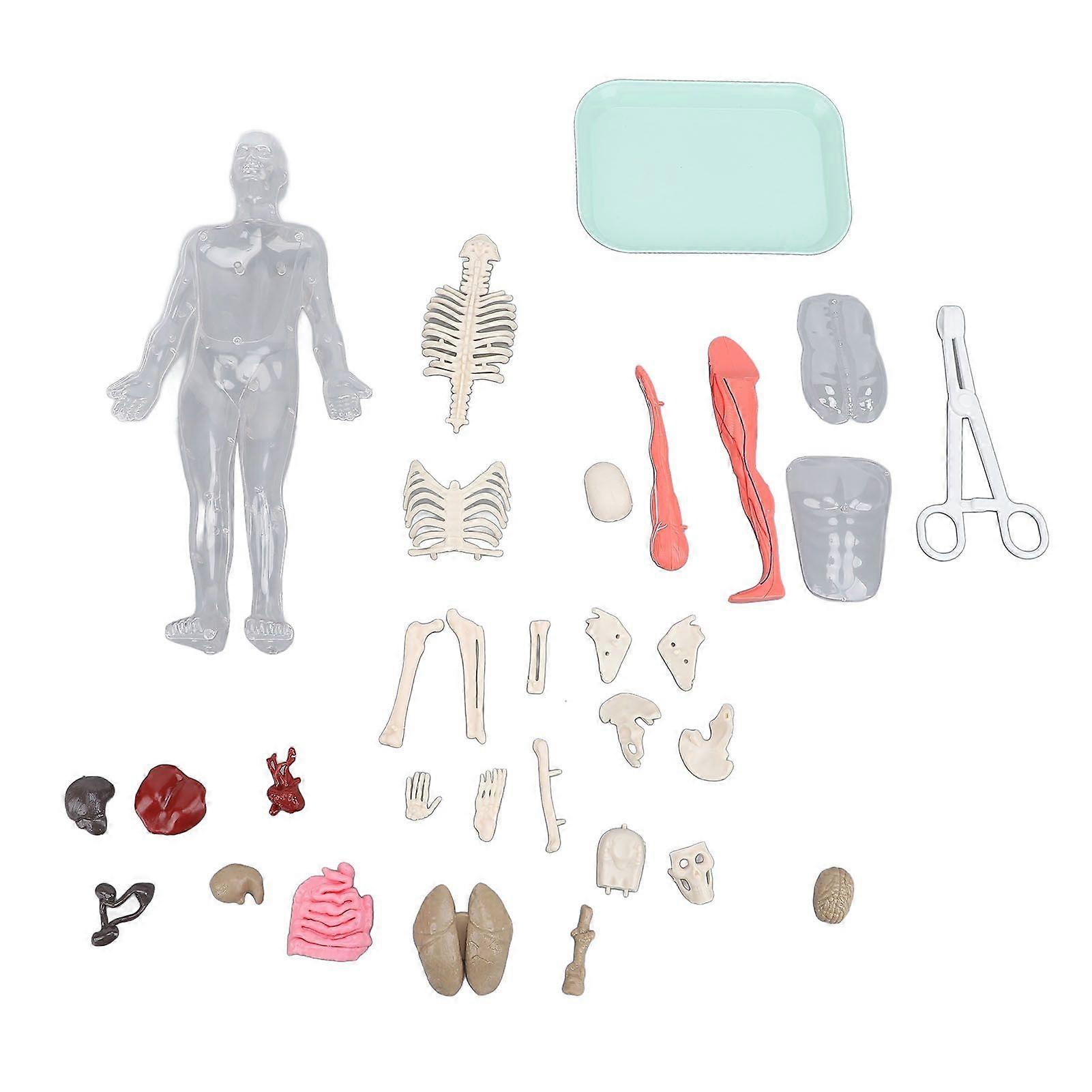 Human Body Model with Removable Organs Bones Glow in The Dark Anatomy Figure Science Kit for Kids Students
