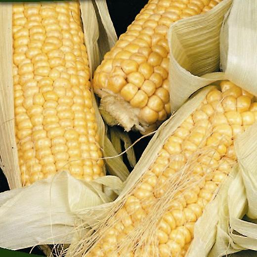 Sweetcorn Golden Bantam. Arv variation