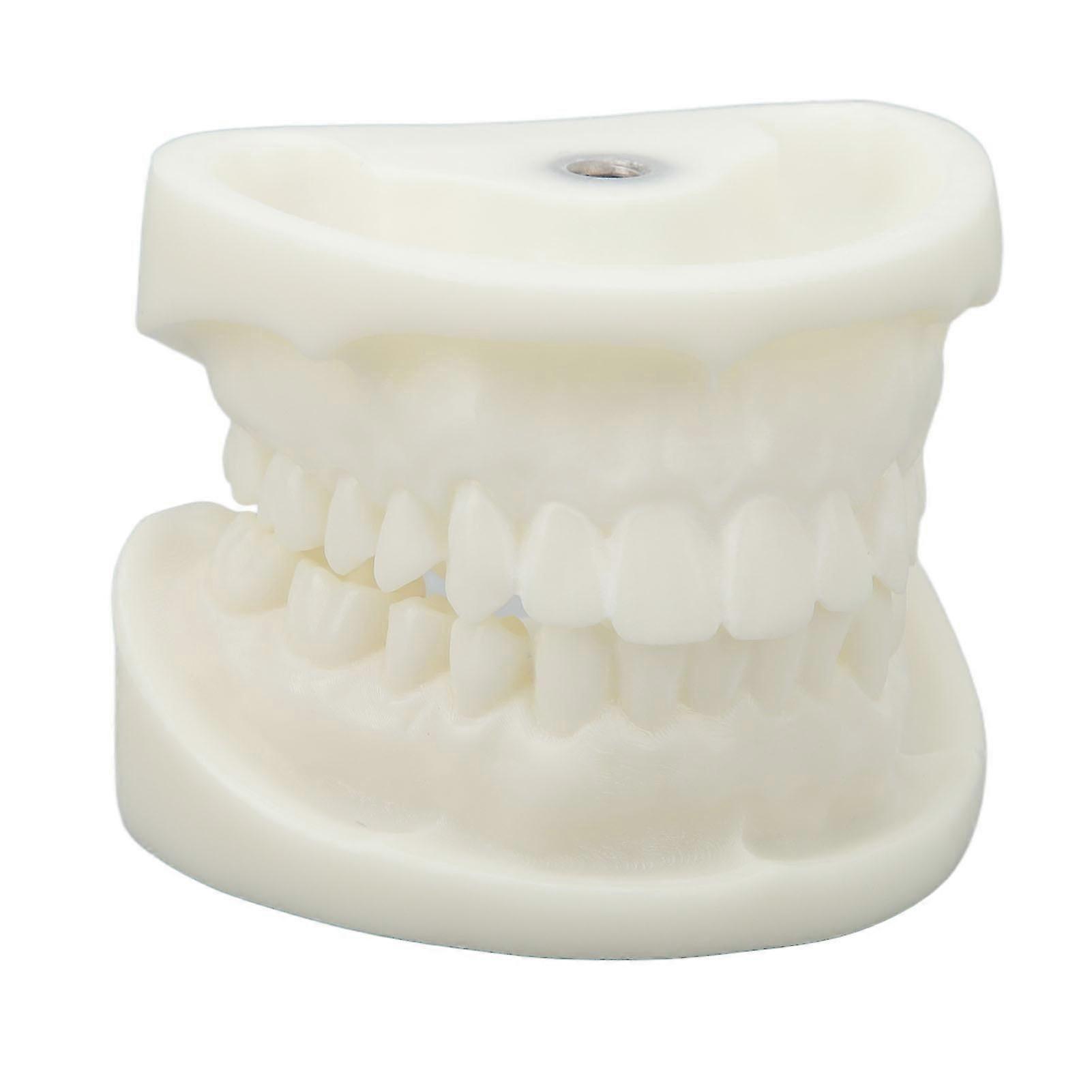 Tooth Model Educational Simulation White Corundum Dental Model for Teaching Study Supplies