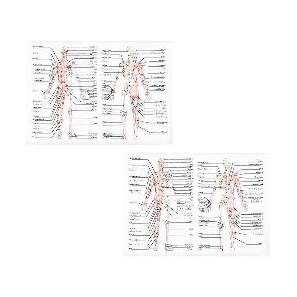Human Dissection Poster Picture Anatomy Posters For Office Decoration Scientific Design Assorted Color 70x50cm Muscle Chart 2Pcs