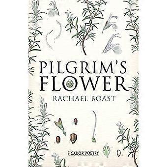 Pilgrim's Flower