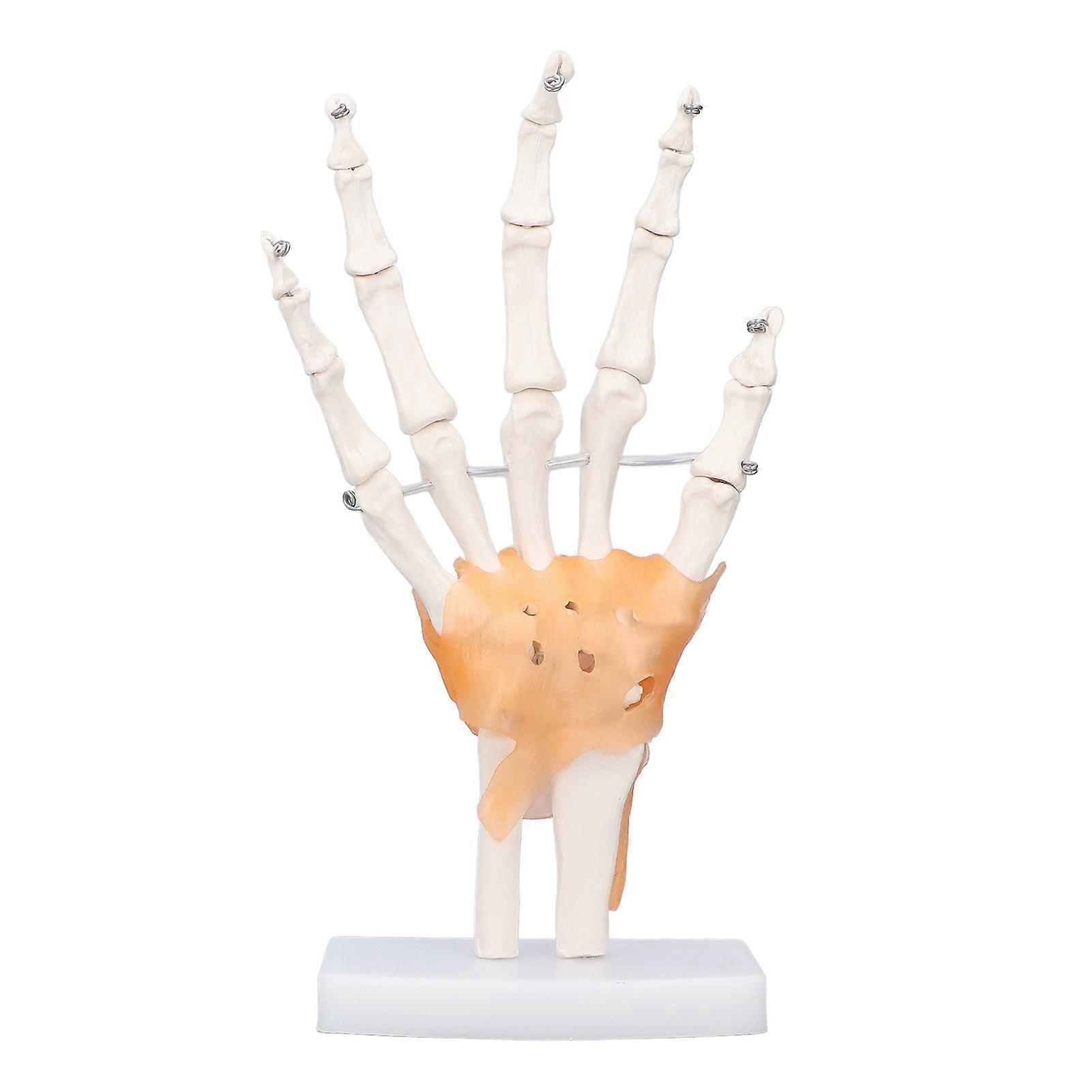 Hand Skeleton Model Life Size PVC On Base with Joints Tool for Learning Teaching