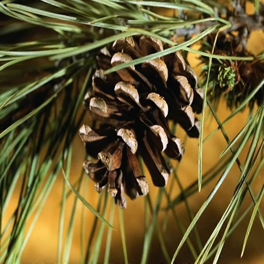 Northern Pine Fragrance Oil