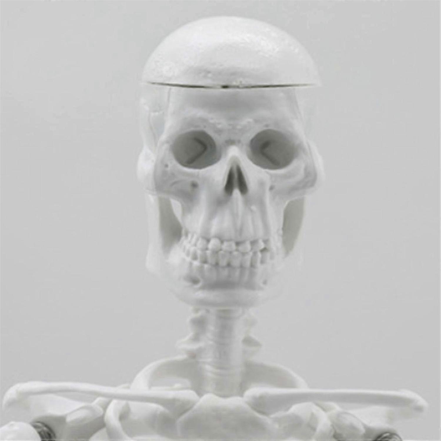Human Body, Skeleton, eyeball, Half Size Skull With Brain Model