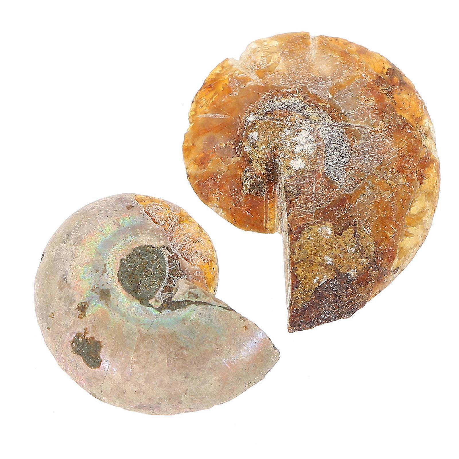 Fossilized Ammonite Sample Ornaments for Decoration 10 Pieces
