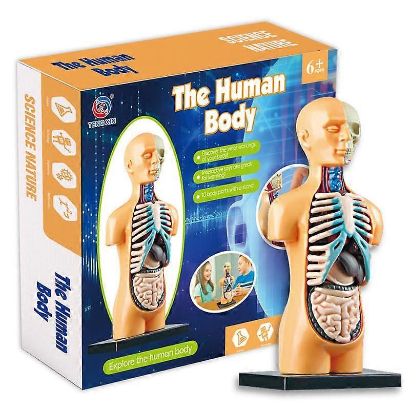 2xScience Human Body Model Classroom with Removable Organs Learning DIY Toys